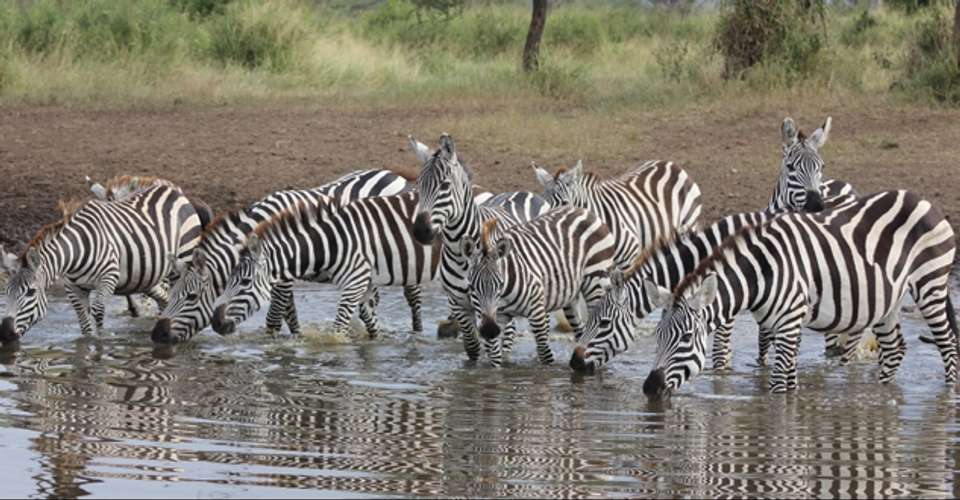 9-Days Ultimate Tanzania North Circuit Safari - World Air Travel And Tours - Tanzania - Image 3