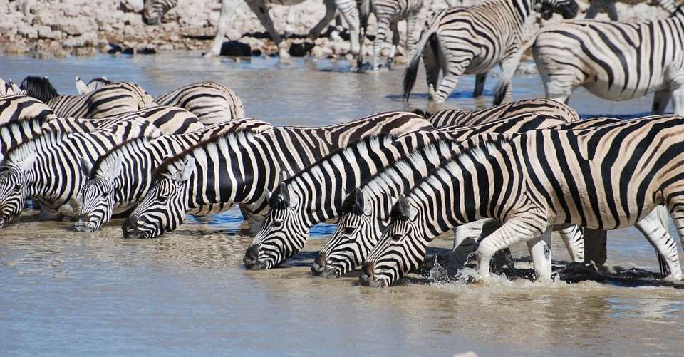 A Classic 6 Day Safari of Tanzania Wildlife and Nature - Dahlia Africa - Tanzania - Image 3