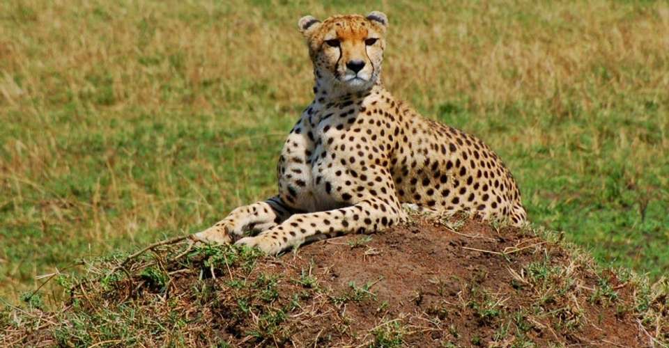 A Classic 6 Day Safari of Tanzania Wildlife and Nature - Dahlia Africa - Tanzania - Image 4