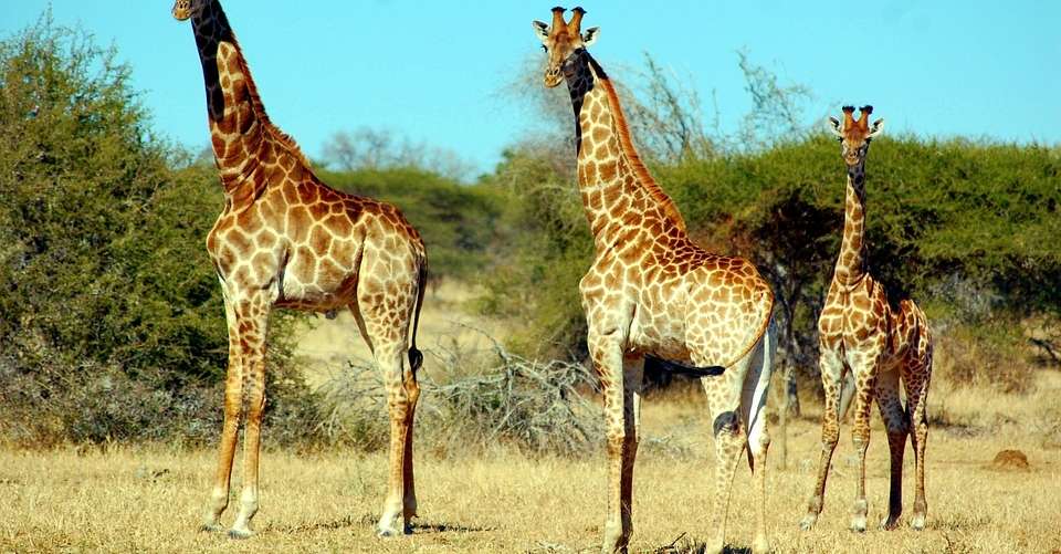 A Classic 6 Day Safari of Tanzania Wildlife and Nature - Dahlia Africa - Tanzania - Image 5