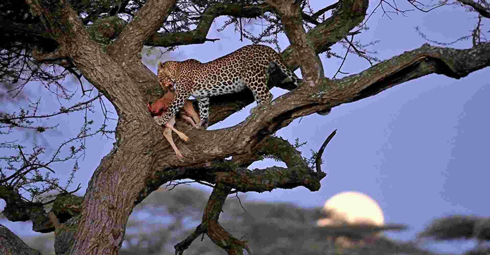 A Classic 6 Day Safari of Tanzania Wildlife and Nature