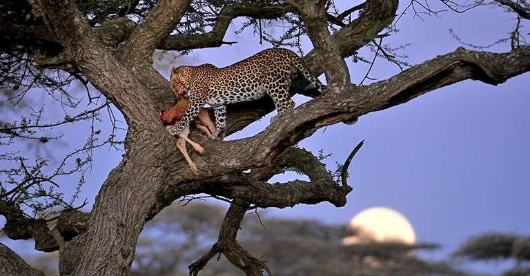 A Classic 6 Day Safari of Tanzania Wildlife and Nature - 6 days
