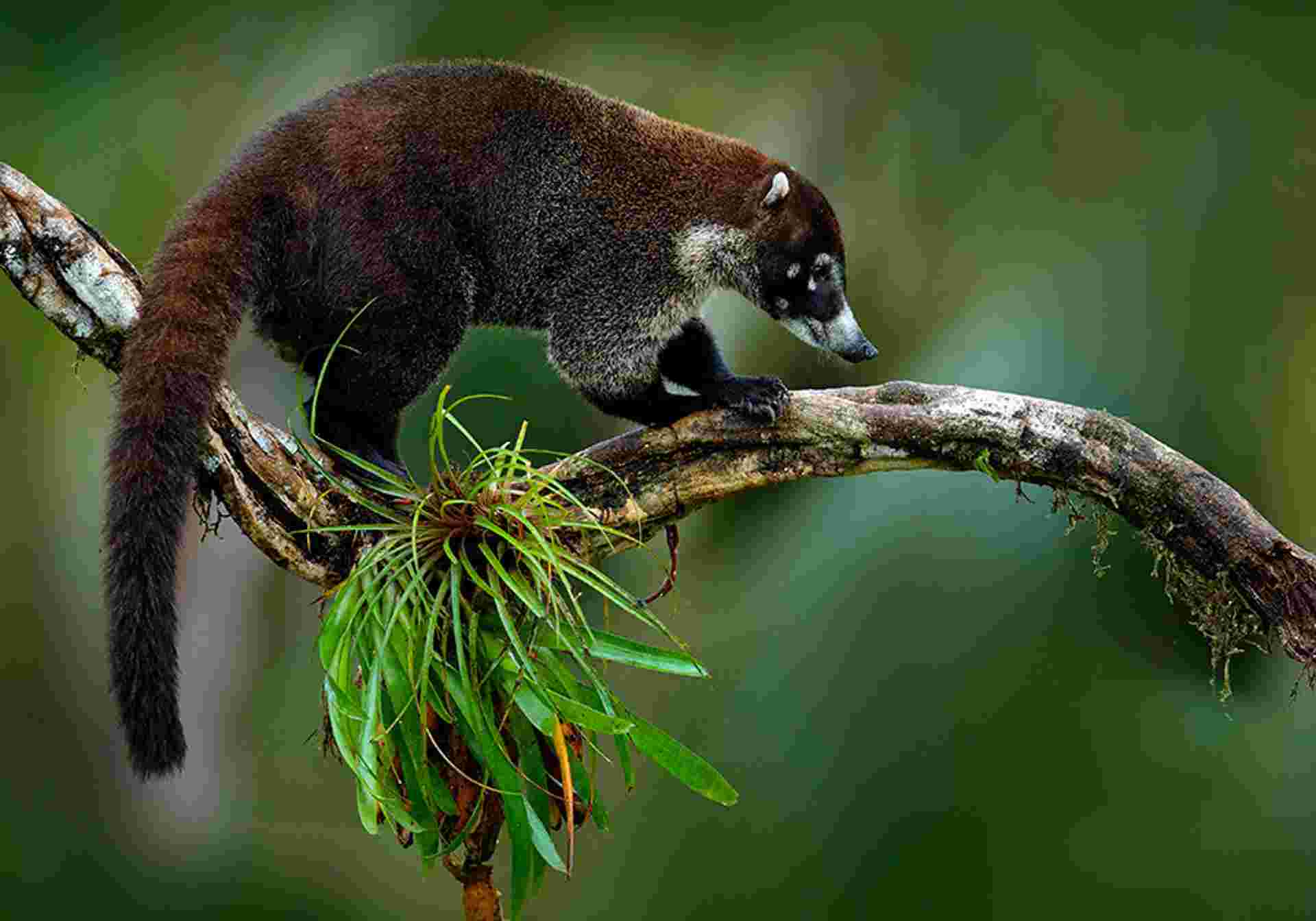 A Taste Of Costa Rica