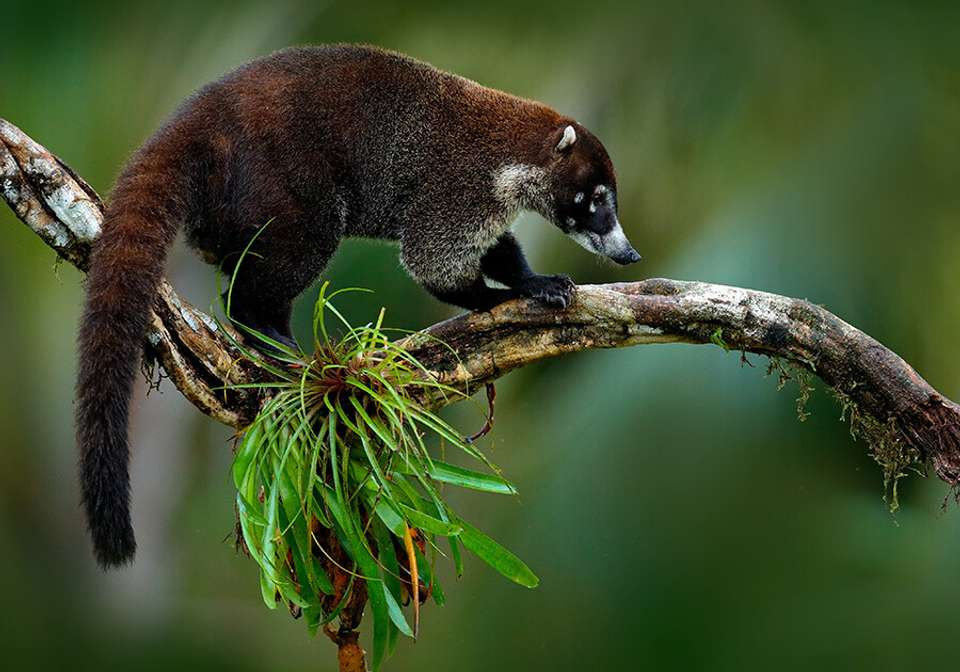 A Taste Of Costa Rica - Indus Travels - Costa Rica - Image 1