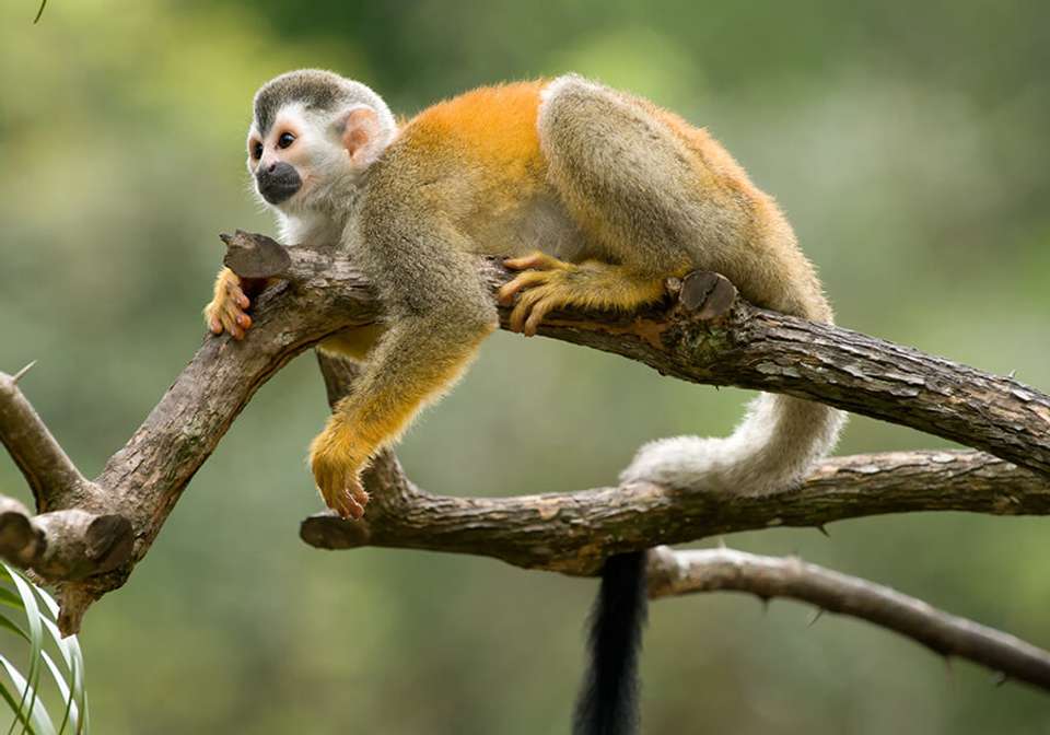 A Taste Of Costa Rica - Indus Travels - Costa Rica - Image 3