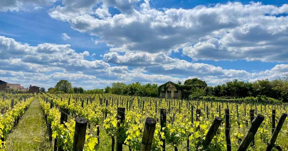 A Taste of Southern France - Bordeaux to Carcassonne - Explore - France - Image 15