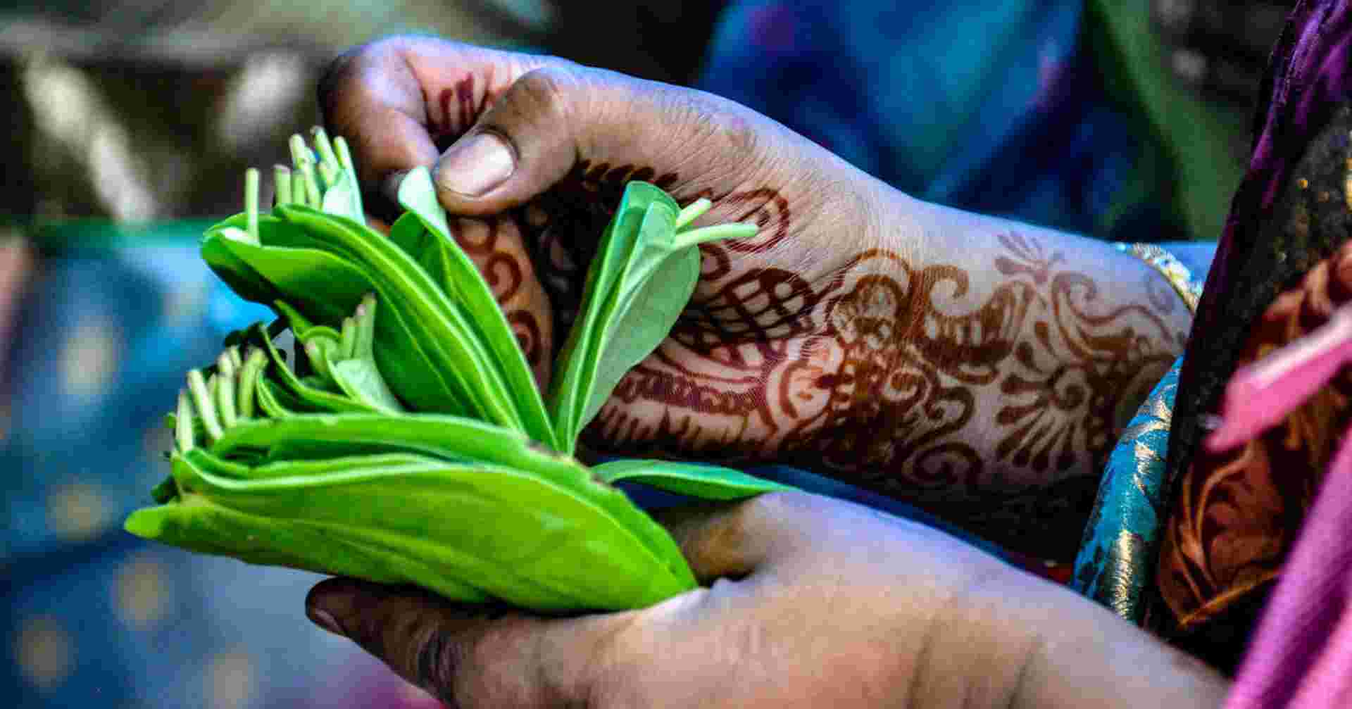 A Taste of Southern India - Temples and Tea Plantations