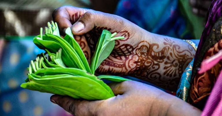 A Taste of Southern India - Temples and Tea Plantations trip - alternative tour available