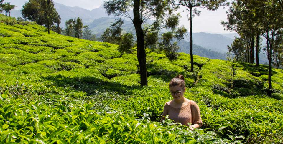 A Taste of Southern India - Temples and Tea Plantations - Explore - India - Image 8