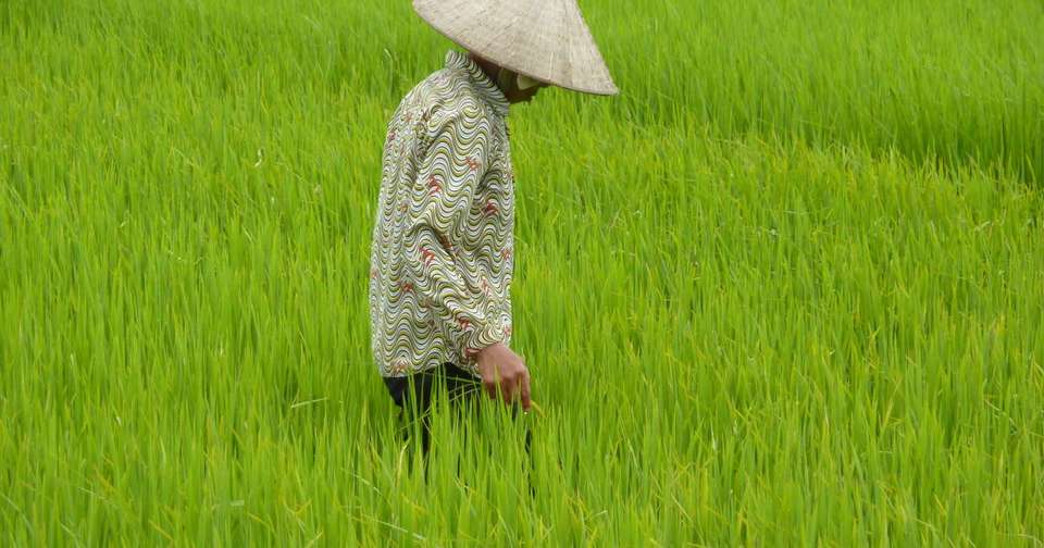 A Taste of Vietnam - Halong Bay to the Mekong Delta - Explore - Vietnam - Image 11