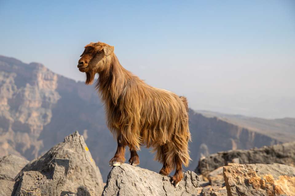 A Week in Oman - Exodus Adventure Travels - Oman - Image 14