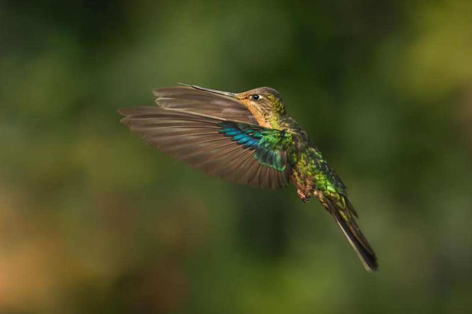 Abra Malaga Birdwatching from Ollantaytambo - Tangol Tours - Peru - Image 2