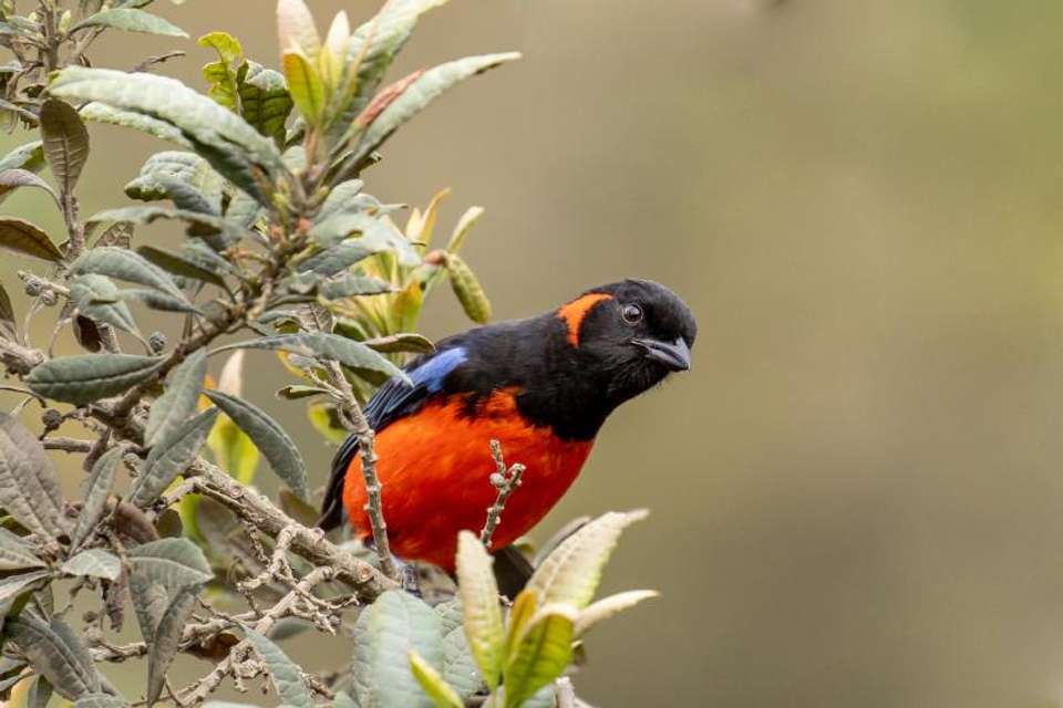 Abra Malaga Birdwatching from Ollantaytambo - Tangol Tours - Peru - Image 7