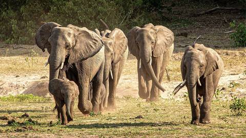 Absolute Africa Overland Safari & Participation Camping - April 2027