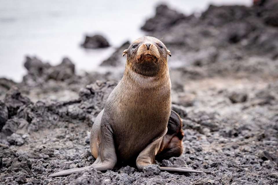 Absolute Galapagos (Grand Daphne) - Intrepid Travel - Ecuador - Image 11