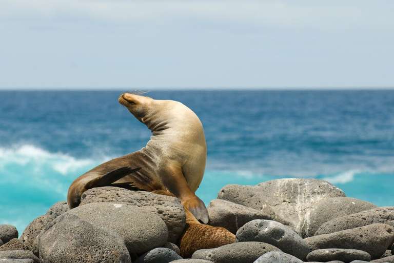 Absolute Galapagos (Grand Daphne) trip - alternative tour available
