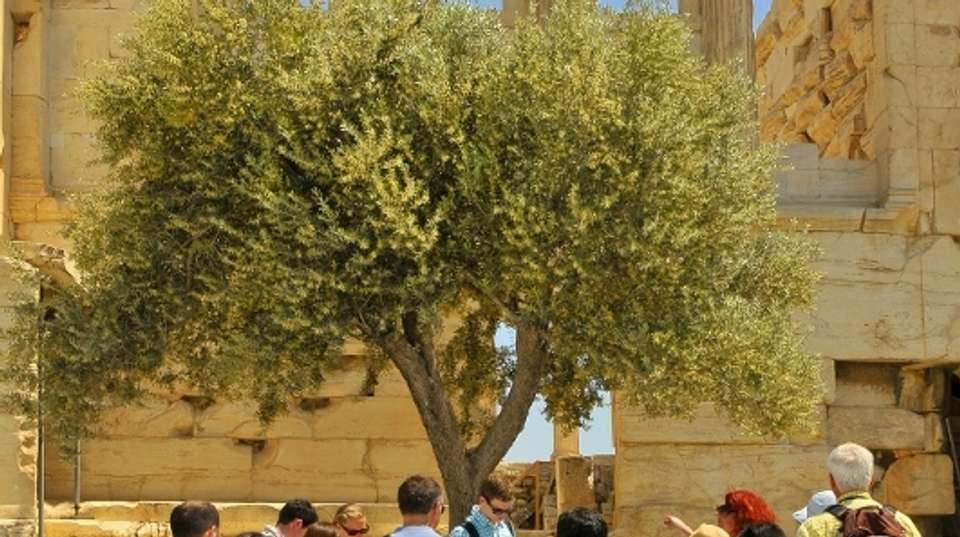 Acropolis, City Tour & Acropolis Museum - Athens Walking Tours - Greece - Image 5