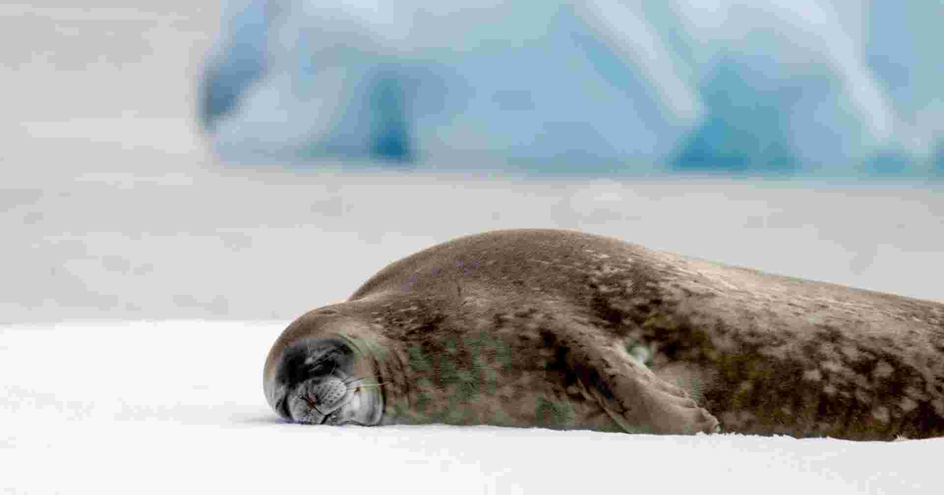 Across the Antarctic Circle - M/V Greg Mortimer