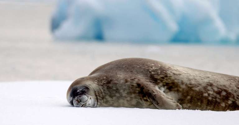 Across the Antarctic Circle - M/V Greg Mortimer trip - alternative tour available