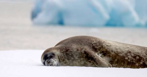 Across The Antarctic Circle - M/v Greg Mortimer - 13 Days