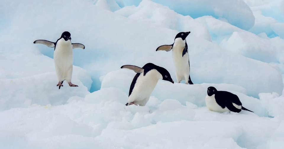 Across the Antarctic Circle - M/V Greg Mortimer - Explore - Argentina - Image 6