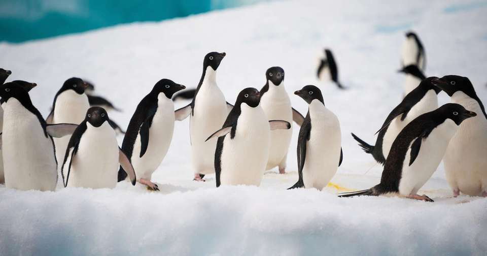 Across the Antarctic Circle - M/V Greg Mortimer - Explore - Argentina - Image 7
