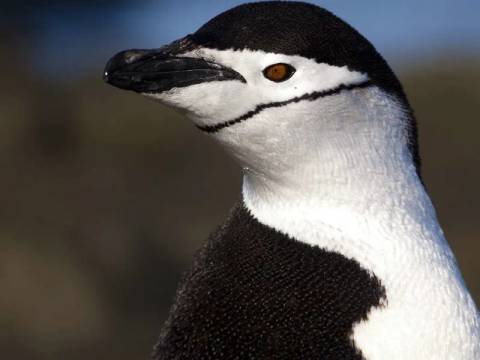 Across The Antarctic Circle - M/v Greg Mortimer