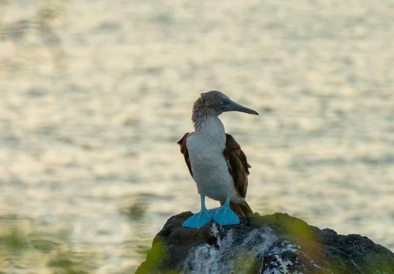 Active Galapagos: Trails & Marine Life - 14 days