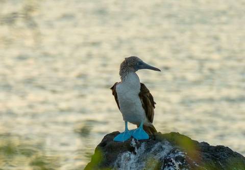 Active Galapagos: Trails & Marine Life