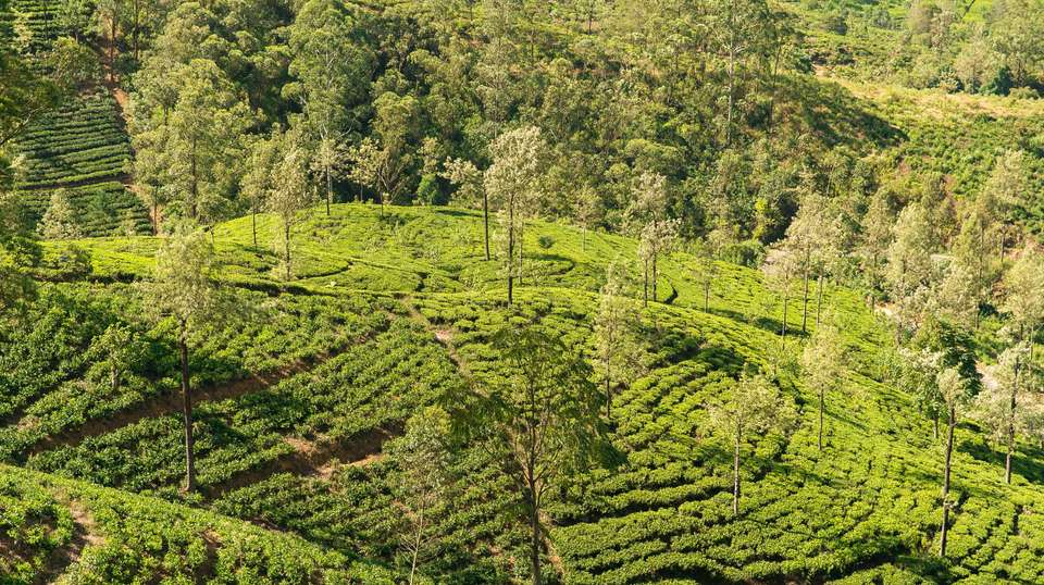 Affordable luxury: Sri Lanka grand tour - Exemplary Voyages Pvt Ltd - Sri Lanka - Image 4