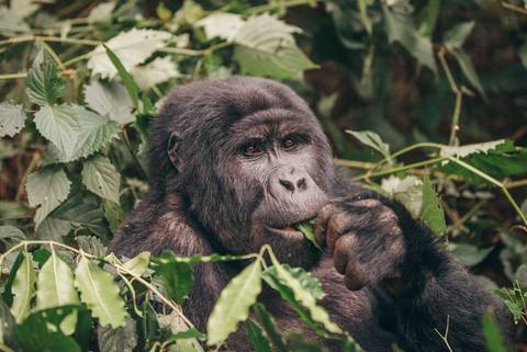 Africa Wildlife Safaris And Game Drives Tour: Africa Encompassed Northbound