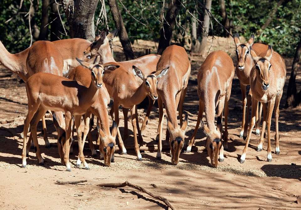 African Odyssey - Indus Travels - South Africa