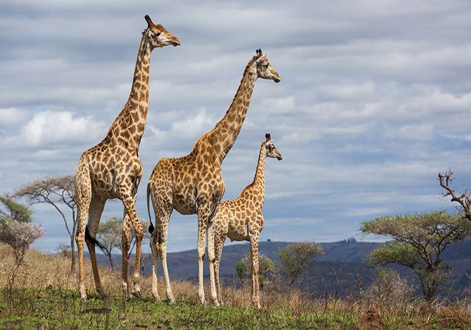 African Odyssey - Indus Travels - South Africa