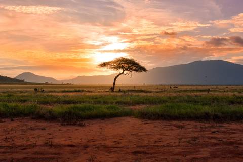 Nairobi Wildlife Tour: African Safari: Kenya And Tanzania