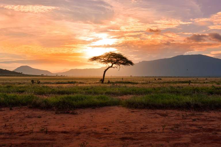 African Safari: Kenya & Tanzania