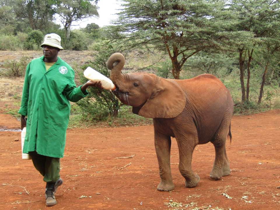 African Safari: Kenya and Tanzania - Collette Tours - Kenya - Image 2