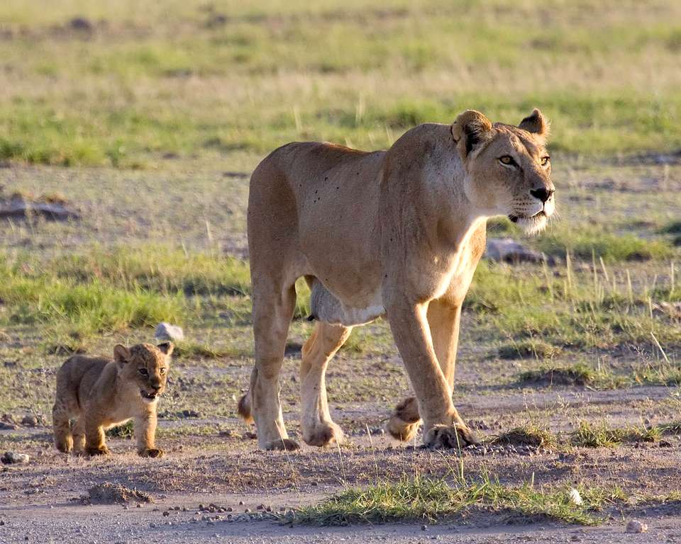 African Safari: Kenya and Tanzania - Collette Tours - Kenya - Image 5