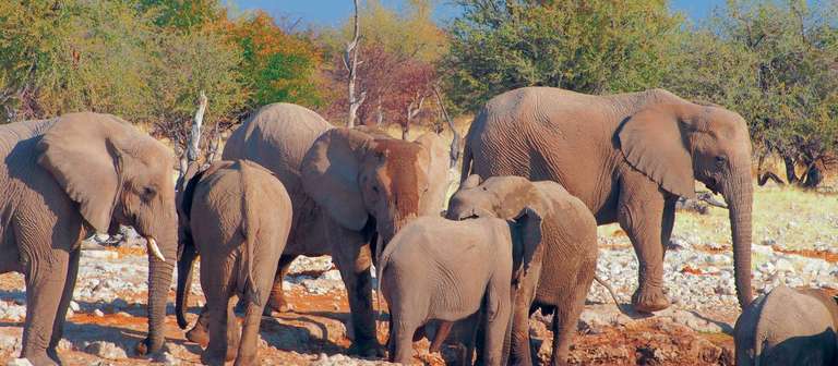 African Wildlife Explorer (VFA to CPT) trip - alternative tour available