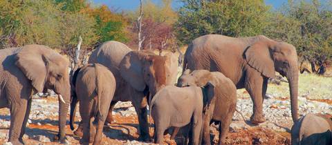 African Wildlife Explorer (vfa To Cpt) - December 2026