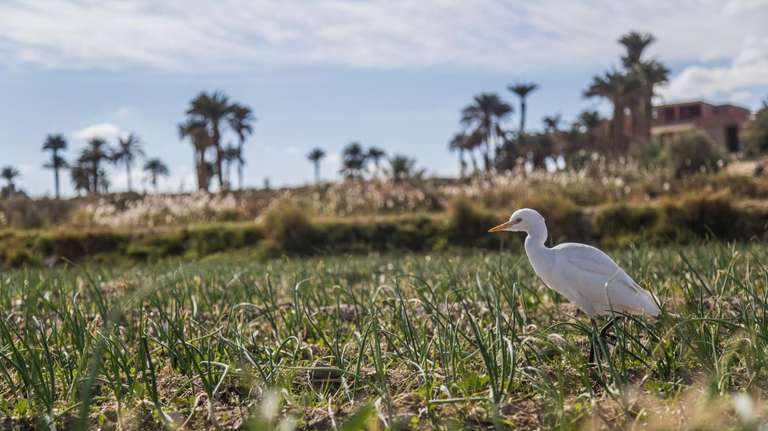 Al Fayoum & Wadi Al Rayan Day Tour from Cairo trip - alternative tour available