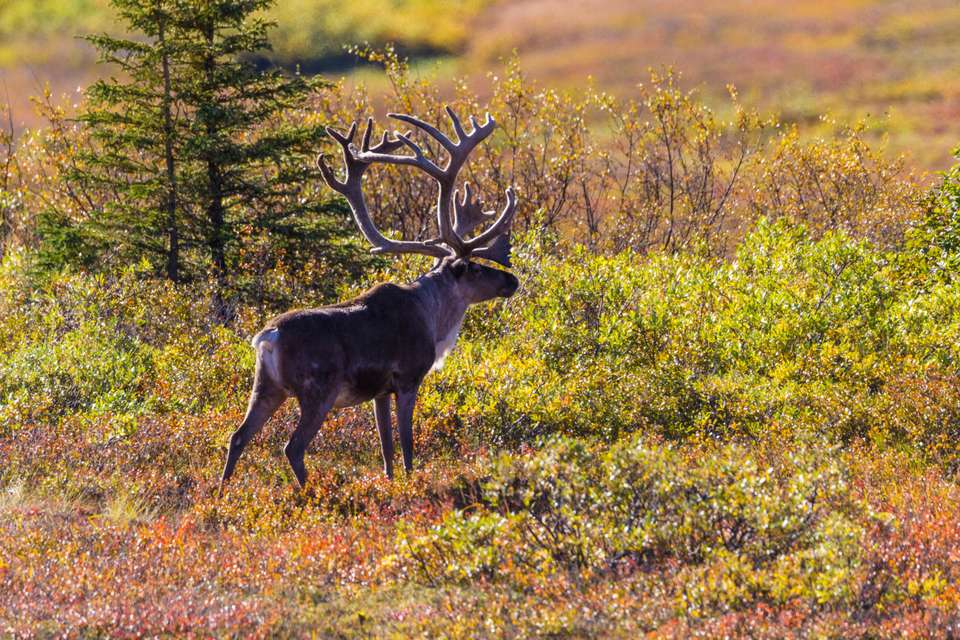 Alaska: America's Last Frontier - Collette Tours - USA - Image 4