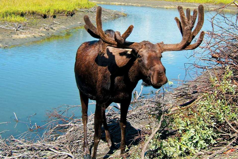 Alaska Discovery - Intrepid Travel - USA - Image 2