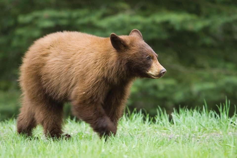 Alaska Discovery - Intrepid Travel - USA - Image 8