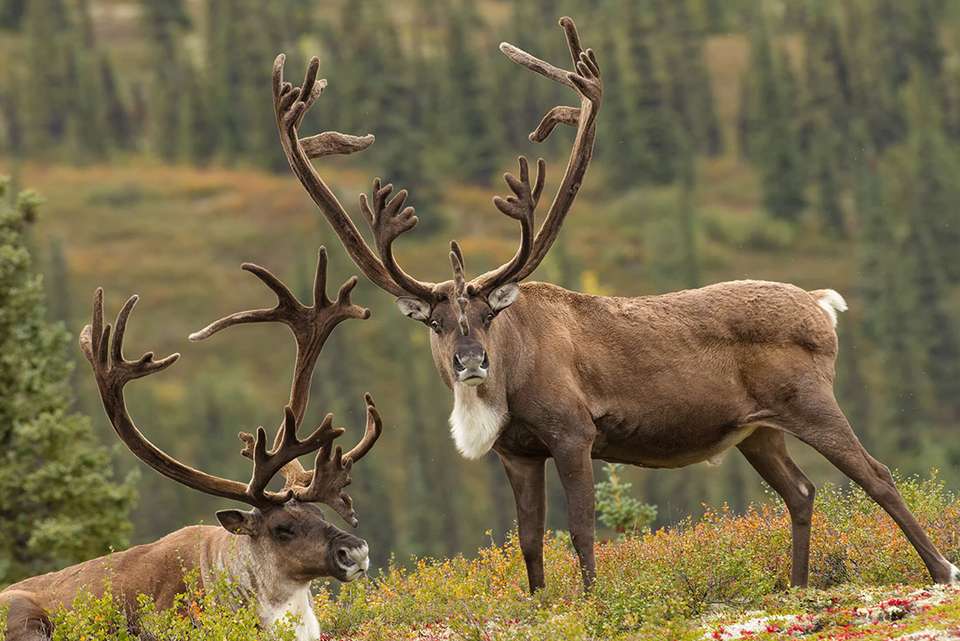 Alaska Hike, Bike & Kayak - Intrepid Travel - USA - Image 6