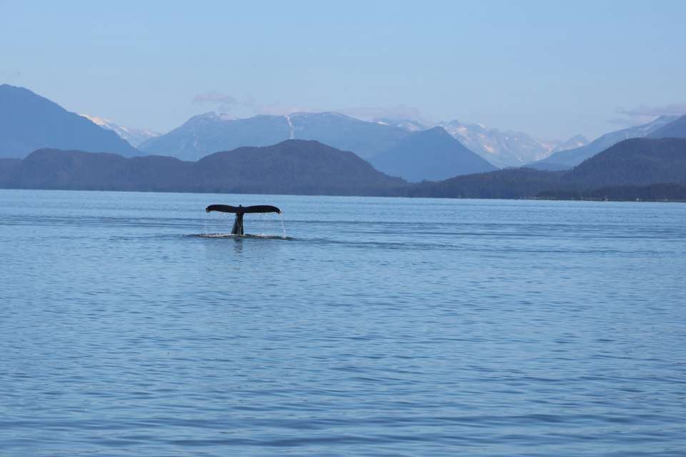 Alaska's Inside Passage Cruise - Collette Tours - Canada - Image 3