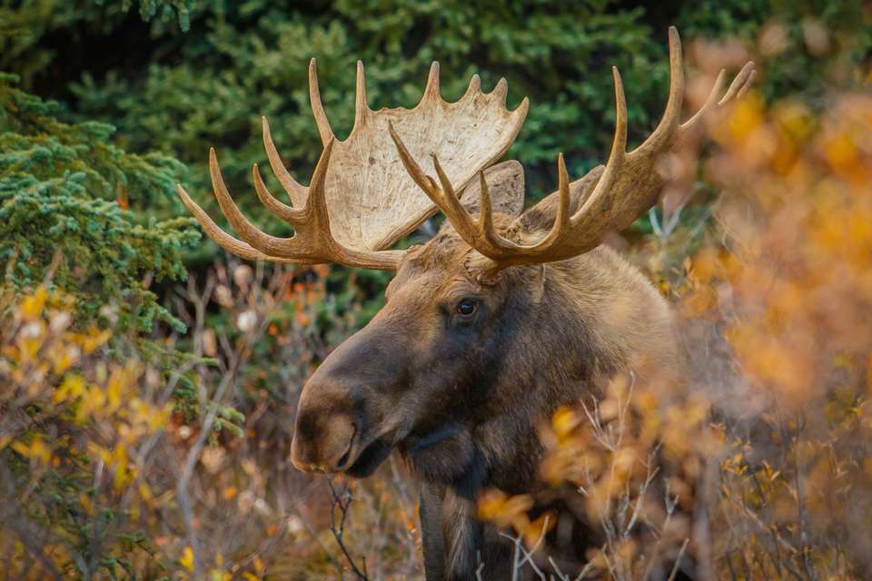 Alaska Wildlife & Wilderness - undefined - Image 24