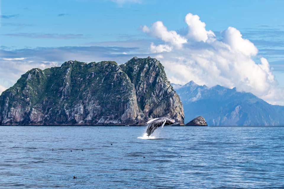 Alaska Wildlife & Wilderness - undefined - Image 20