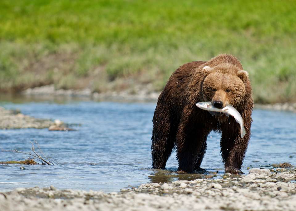 Alaska Wildlife & Wilderness - undefined - Image 17