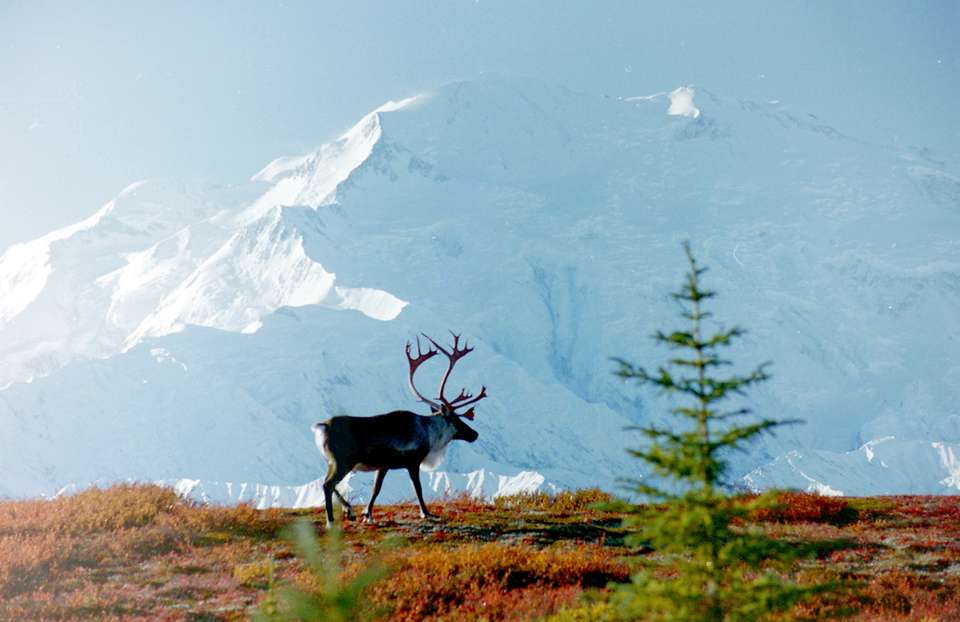 Alaska Wildlife & Wilderness - undefined - Image 15