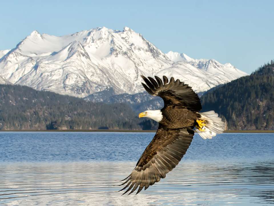 Alaska Wildlife & Wilderness - undefined - Image 13